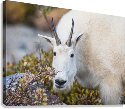 Mountain Goat Canvas Print