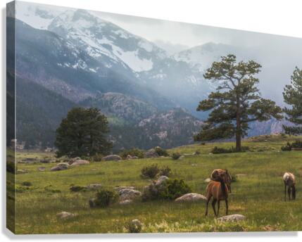 Mountain Elk Canvas Print