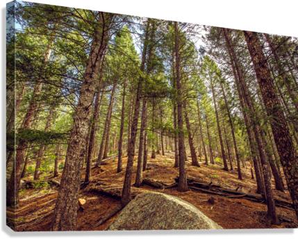 Forest Canvas Print