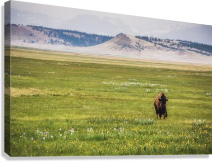 Buffalo Breeze Canvas Print