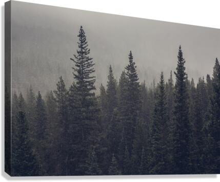 Forest Snowstorm Canvas Print
