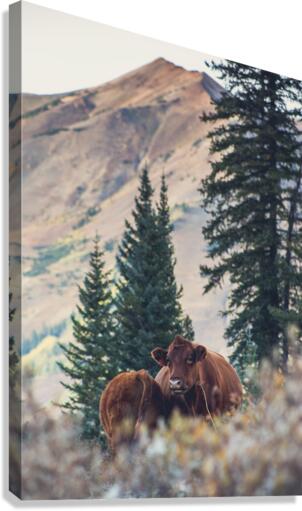 Cows With a View Canvas Print