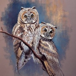 owls in tow