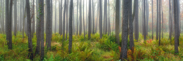 Moultrie Forest Hues Print