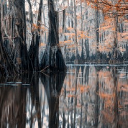 Enchanted Cypress Oasis