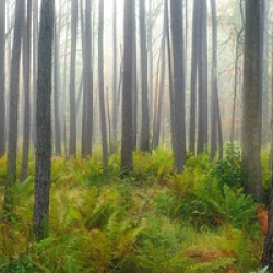 Moultrie Forest Hues