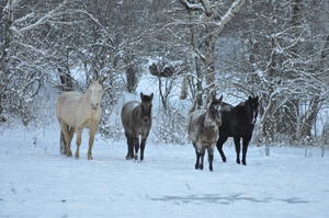 Horses in Snow
