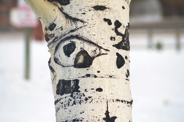 Eye of the tree Print