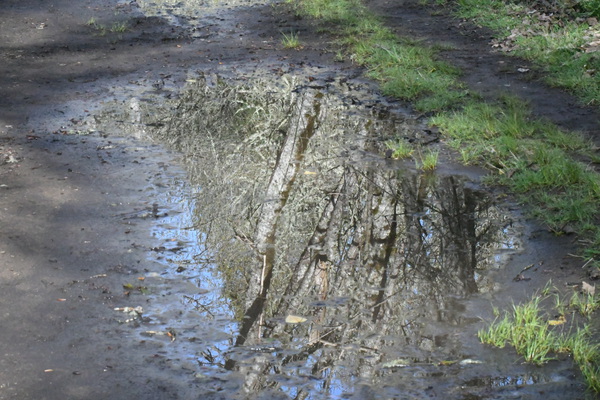 Path Reflection Print