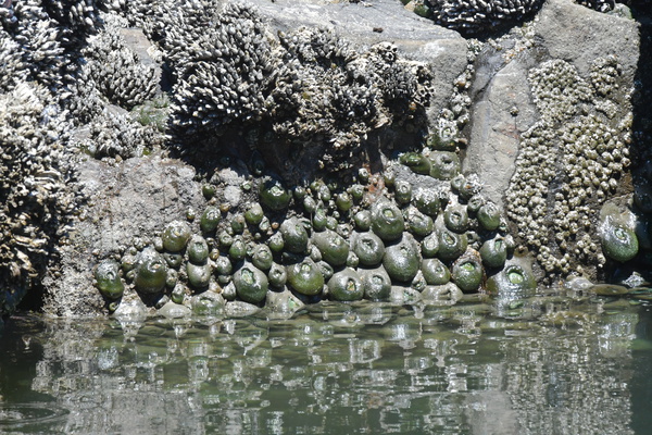Sea Creatures by earthdawg