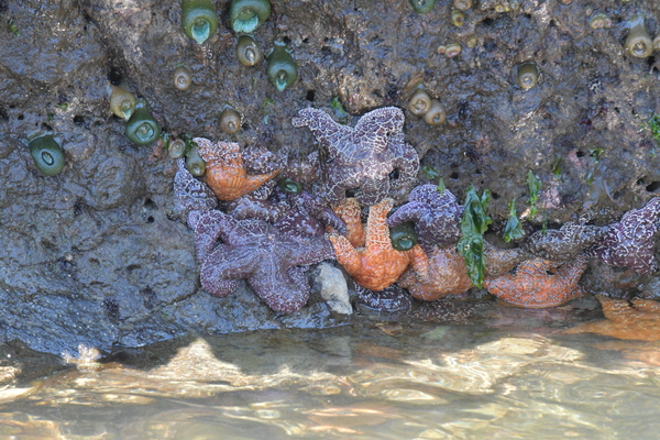 Starfish by earthdawg