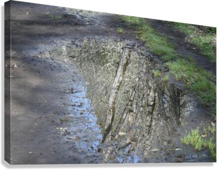 Path Reflection Canvas Print