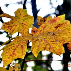 Fall