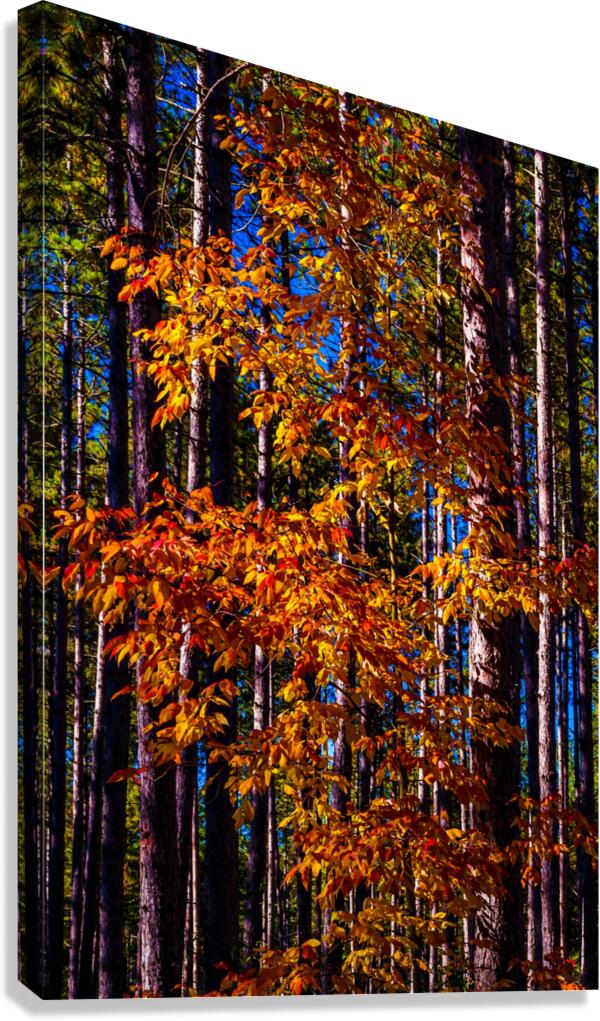 Autumn Fire Canvas Print