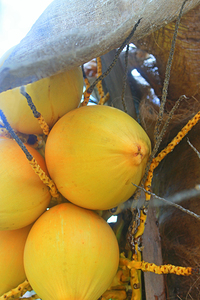 Tropical Jamaican Coconuts