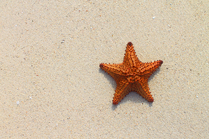 Chilling Starfish in Jamaica