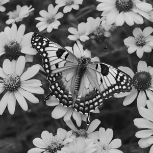 Large Butterfly on Yellow Flowers B&W