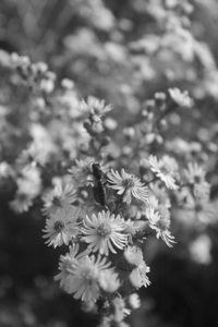 A Bee Relaxing on a White Flower B&W