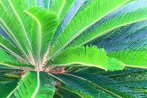 Vibrant Green Palm Tree in Belize