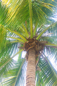 Looking Up a Palm Tree in Jamaica