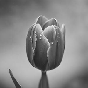 Tulip with Raindrops B&W