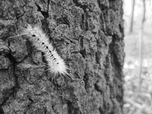 White Caterpillar B&W