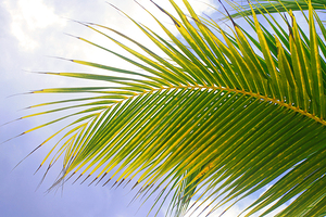 Jamaican Palm Tree Leaf