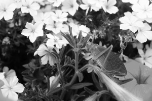 Camouflaged B&W