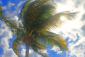 Sun Shining Through Palm Tree in Jamaica