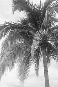 Jamaican Palm Tree B&W