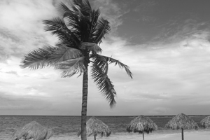 Big Beautiful Palm Tree in Jamaica B&W