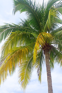 Jamaican Palm Tree