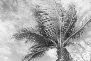 Tropics of Jamaica B&W
