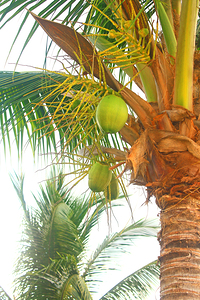Jamaican Palm Tree & Coconuts