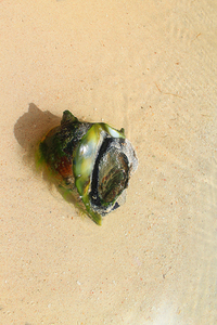 Beautiful Conch in Jamaica