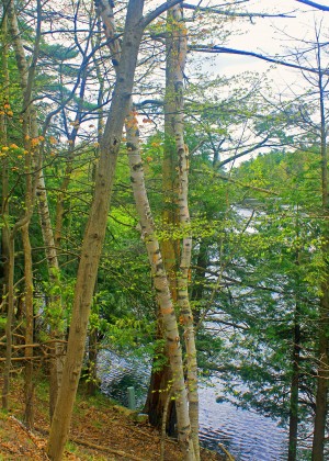 Through The Trees in 1000 Islands
