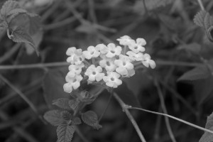 A Gathering of Purple B&W