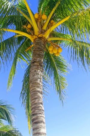 Palm Tree and Coconuts