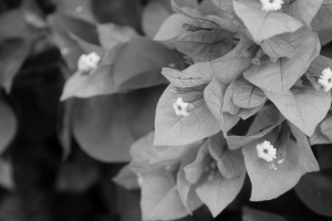 Living in Pink Leaves B&W