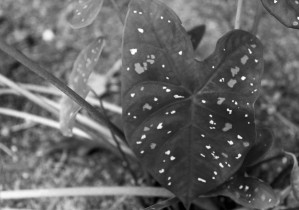 Spotted Leaf B&W