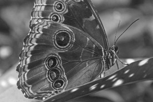 Morpho Peleides B&W