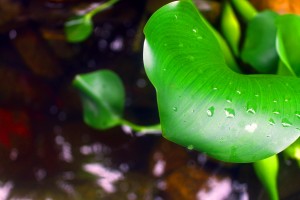 Resting Raindrops
