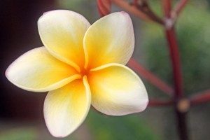 Plumeria