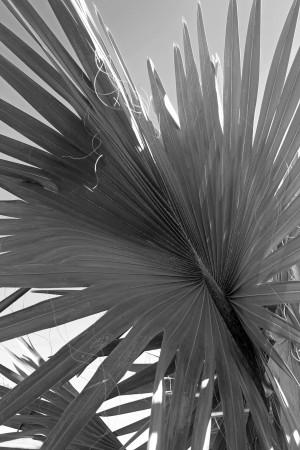 Hiding the Sun B&W