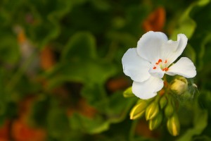 Blooming side flower