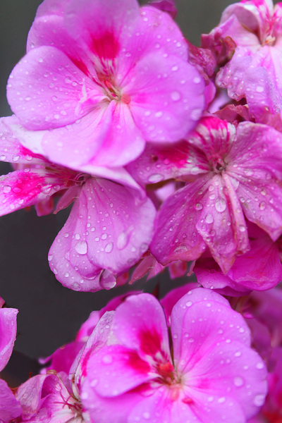 Raindrops Resting on Pink Print