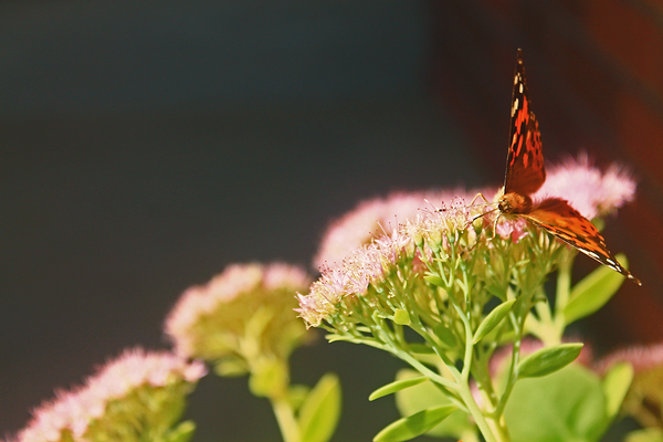 Vibrant Butterfly Print