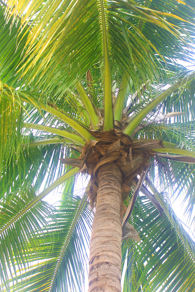 Looking Up a Palm Tree in Jamaica by Timeless Scenery Photography