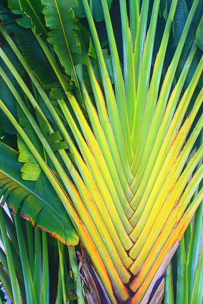 Exotic Plant in Jamaica by Timeless Scenery Photography
