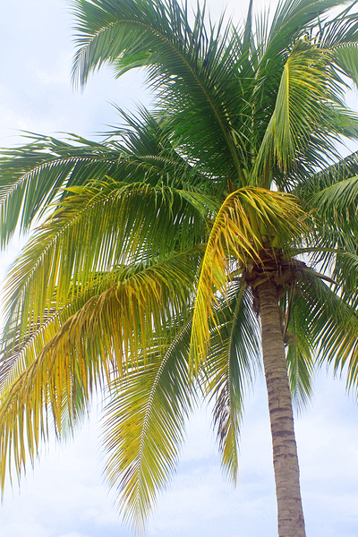 Jamaican Palm Tree by Timeless Scenery Photography